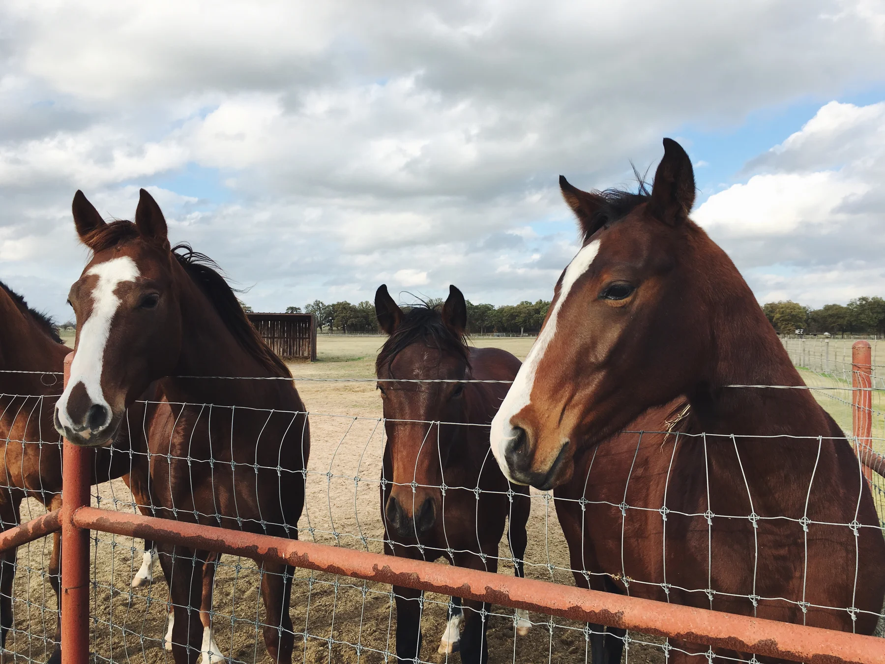 Dark bay horses looking over a fence