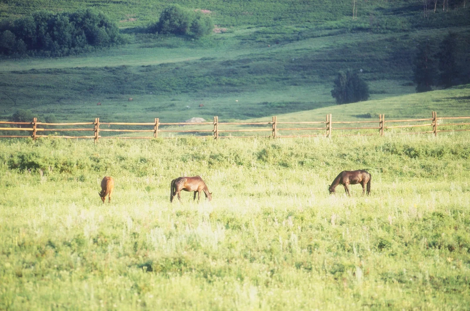 Three horses grazing in a sunlit pasture beneath wooded hills